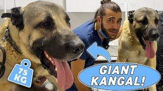 DEV KANGAL KÖPEĞİ 75 KG #TheVet