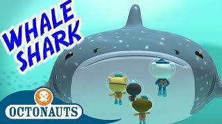 Octonauts - The Whale Shark  Series 1  Full Episode  Cartoons for Kids