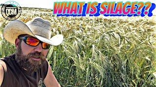 What Is Silage?