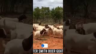 Boer Goats #boergoat #farm #farmanimals