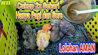 LOVEBIRD USIA 3 MINGGU CUKUP DILOLOH 2x SEHARI?