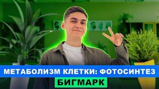 Метаболизм клетки Фотосинтез  Интенсив БигМарк  Марк Ламарк