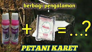 obat perangsang getah karet. lebih ampuh. petani karet