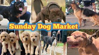 Sunday Dog market  Tollinton Market Lahore  German shepherd  Labrador  Dog market in Pakistan