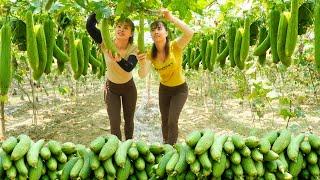 Harvesting Sweet Gourd Goes To Countryside Market Sell - Cooking  Ly Tieu Toan