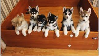 Siberian Husky Puppies