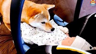 Shiba Inu meets her baby brother for the first time