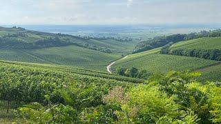 Impression of wine region Villany - july 2023 - Baranya - Hungary