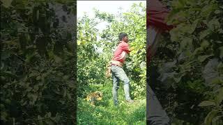 Brazilian Style Fake Tiger Scary Prank For Laughing  SAGOR BHUYAN #shorts #funniest #prank