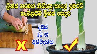 හැමදාටම ලීක්ස් ගෙදර හදාගමු How to regrow leeks at home