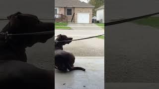 Hands Free Leash Training