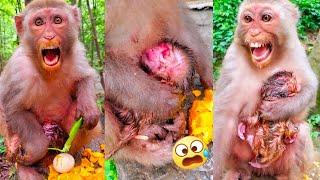 When the mother monkey gave birth for the first time she cried out in confusion and needed help