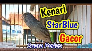 starblue gacor warna mewah suara istimewa kenari gacor mewah