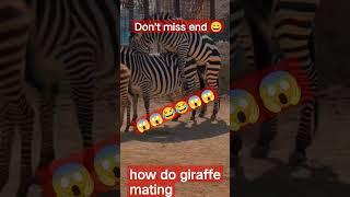 how do zebra mating  #shorts #mating