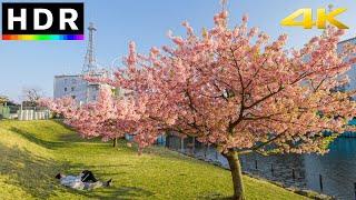 Tokyo Sakura 2023 - Relaxing Riverside Cherry Blossom Walk  4K HDR