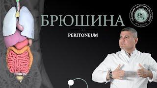 Брюшина  Peritoneum. Серозные оболочки