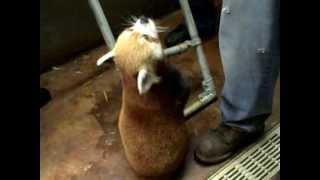 Adorable Red Panda Experience