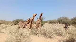desert animals Camel male raining 