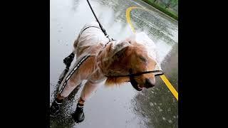 Transparent Dog Raincoat