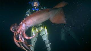 Red Devil Squid BITES diver  Deadly 60  Earth Unplugged