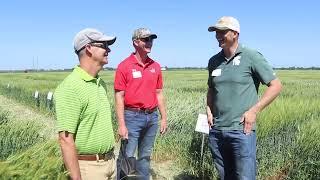 Wheat variety research aims to boost yields