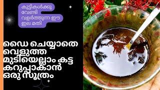 നര പൂർണമായി മാറി മുടി കട്ട കറുപ്പാകാൻ ഈ ഇല മാത്രം മതിbest natural diy for youre gray hair