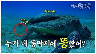 기절초풍 거북이 등딱지 위에서 똥싸고 시치미떼는 물고기    ㅣ 한국의 바다 숲 ㅣ KBS 걸작 다큐멘터리 180430 방송