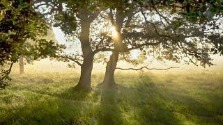 No Copyright Background Nature Video No Sound No Music - Free Stock Footage