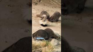 Raccoons and Skunk #wildlife #wildanimals #skunks #raccoon #peacefulmind