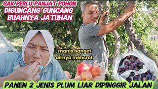 Seru diguncang buah nya jatuhan‼️Panen buah liar 2 jenis plum panas hampir pingsan & merosot lagi