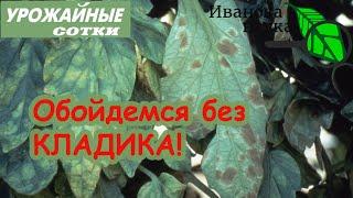 ЧУМА ТОМАТА уже на пороге ПРОСТОЙ и ПРИРОДНЫЙ способ победить кладоспориоз и другие болезни