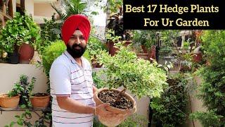 Monsoon Special Best 17 Hedge Plants With Names Top plants for topiary Garden ideas