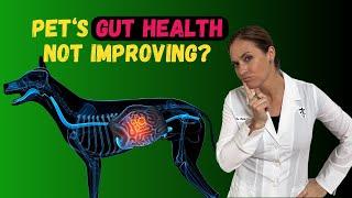 Why Your Pets Gut Health Issues Dont Improve - Holistic Vet Advice