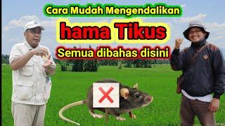 CARA MUDAH MEMBASMI TIKUS DI SAWAH