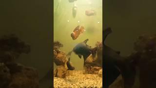 Karachi Zoo Fish Aquarium #shorts #ytshorts #fishaquarium #karachizoo