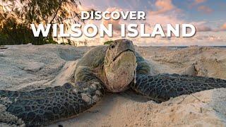 Discover Wilson Island  Southern Great Barrier Reef