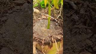 Mango grows from banana tree#home#fruitgrafting #ideas#short