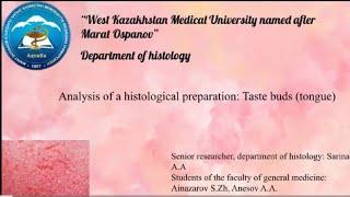 Analysis of the histological preparation Taste buds tongue