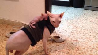 Amazing sphynx cats