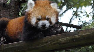 レッサーパンダ　マリンちゃん　眠たいですか？　【いしかわ動物園】Red panda Marine-chan Ishikawa Zoo