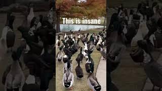 So many ducks ￼#duck #attack #funny