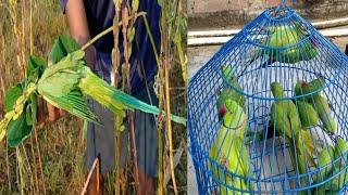 Glue traping Birds catching Parrot bird traping Tota Pakdne ka ashan Tarika 