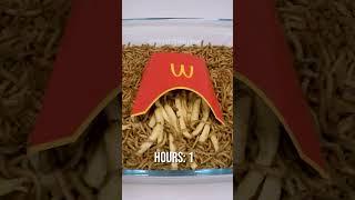 Mealworms vs McDONALDS FRIES