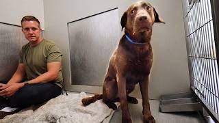 Chocolate Lab Neglected for YEARS Until this Happens…