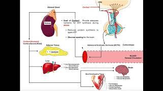 Specific Hormones  Functions of Cortisol