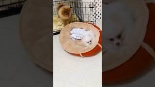 Pomeranian Puppy vs. Tasty Snacks treats