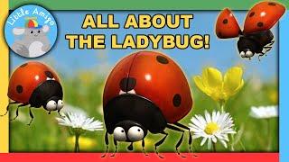Minuscule  Best of the Ladybugs   Compilation   Little Amigo