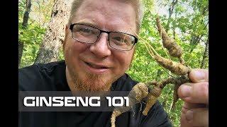 Ginseng 101 - Where to Find - How to Harvest