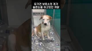 안락사요?.. 보호소 유기견이 슬픈 눈을 하고있던 까닭