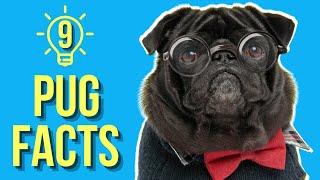 9 Mind-Blowing Pug Facts  You Probably Didnt Know 